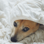 photo d'un chien ayant une peur phobique