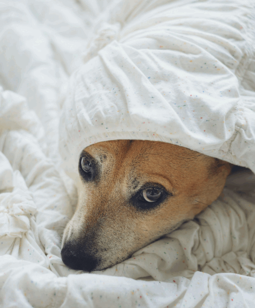 photo d'un chien ayant une peur phobique